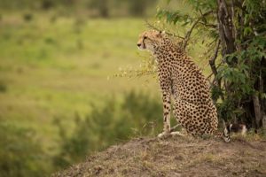 Cheetah