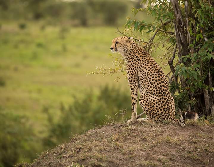 You are currently viewing 4 Days 3 Nights Tsavo East Amboseli & SaltLick Tour