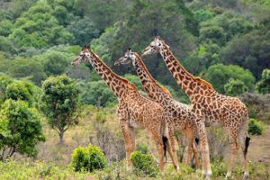 africa-safari