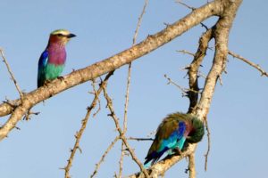 bird-watching-safari