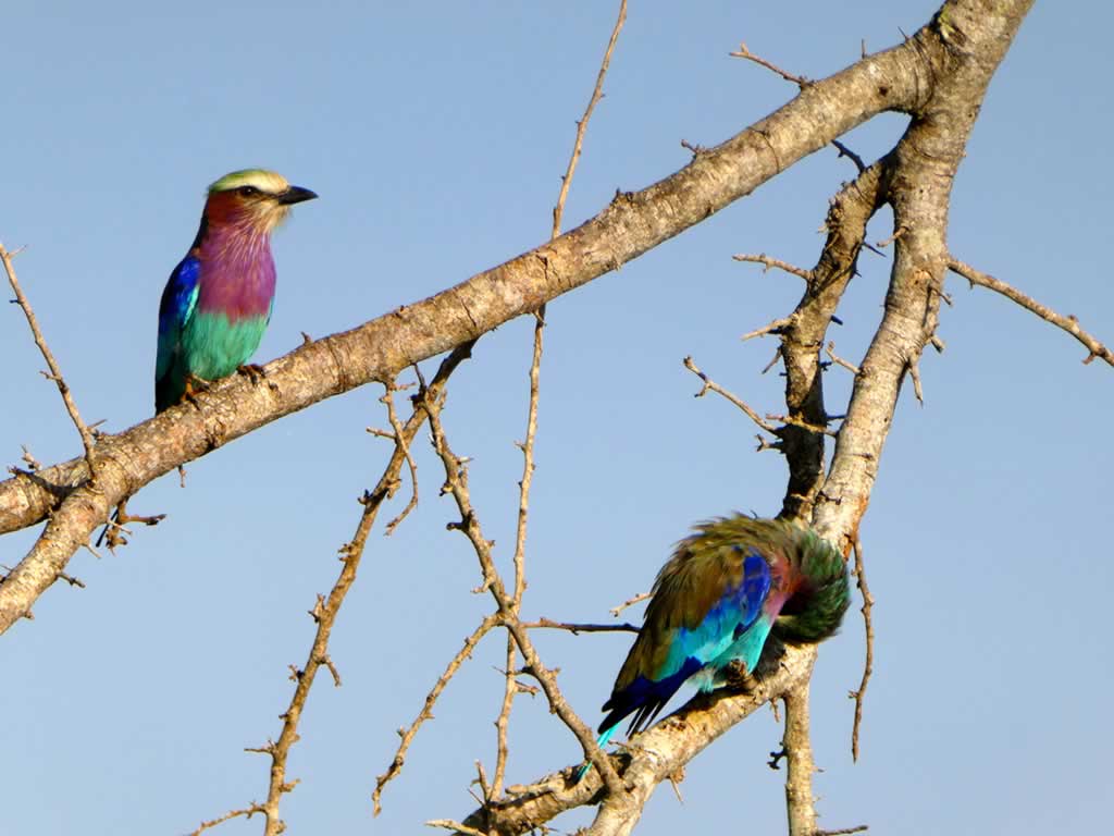 You are currently viewing 10 Days Bird Watching Safari