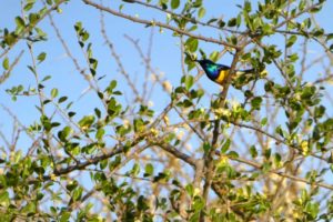 bird-watching-safaris