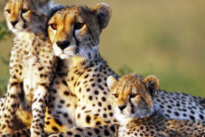 cheetah-family