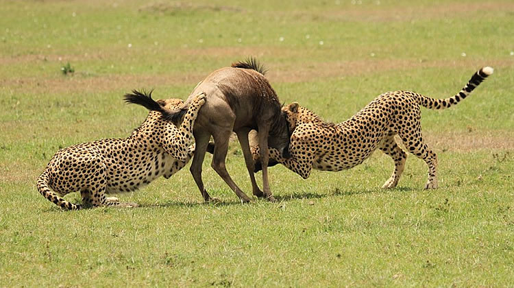 You are currently viewing 7 Days Mara, L.Naivasha, Amboseli, Taita Hills, Sanctuary Tsavo East to Mombasa 