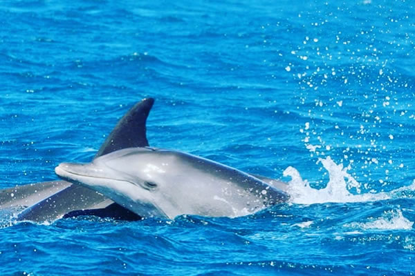 Wasini Island Dolphin tour