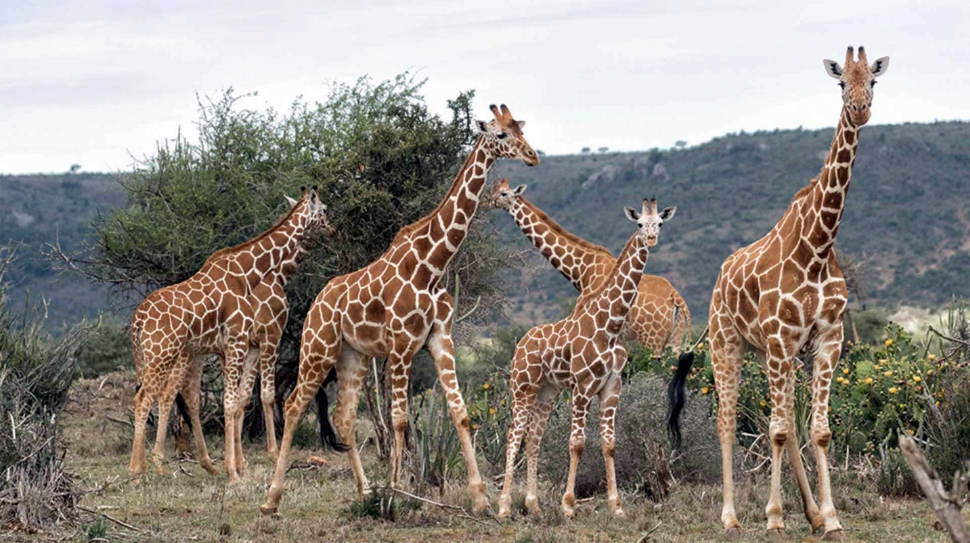 You are currently viewing 2 Days Amboseli Air Safari From Mombasa