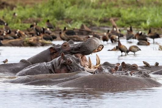 You are currently viewing 9 Days Mara, L.Naivasha, L.Nakuru, Aberdare, Mt.Kenya & Samburu Private Safari 