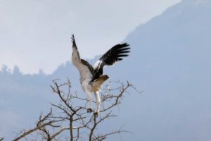 kenya-bird-watching-safari