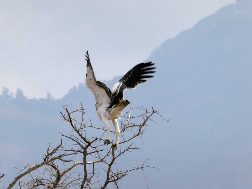 You are currently viewing 15 Days Bird Watching Safari