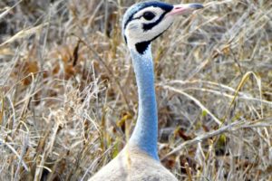 kenya-bird-watching-safaris