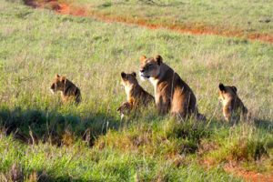 Read more about the article 7 Days Fantastic Wildlife Safari in Tanzania