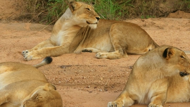 You are currently viewing 8 Days Mara, L.Nakuru, Amboseli, Tsavo East & West 