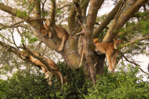 tree-climbing-lions