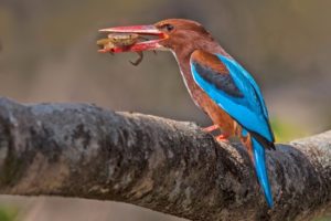 white-throated-kingfisher