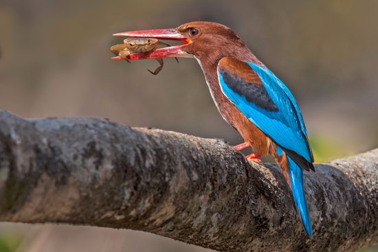 You are currently viewing 12 Days Bird Watching Safari