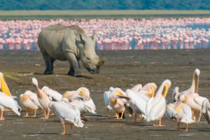 birds-in-lake-naivasha