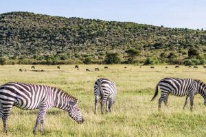 zebras-grazing