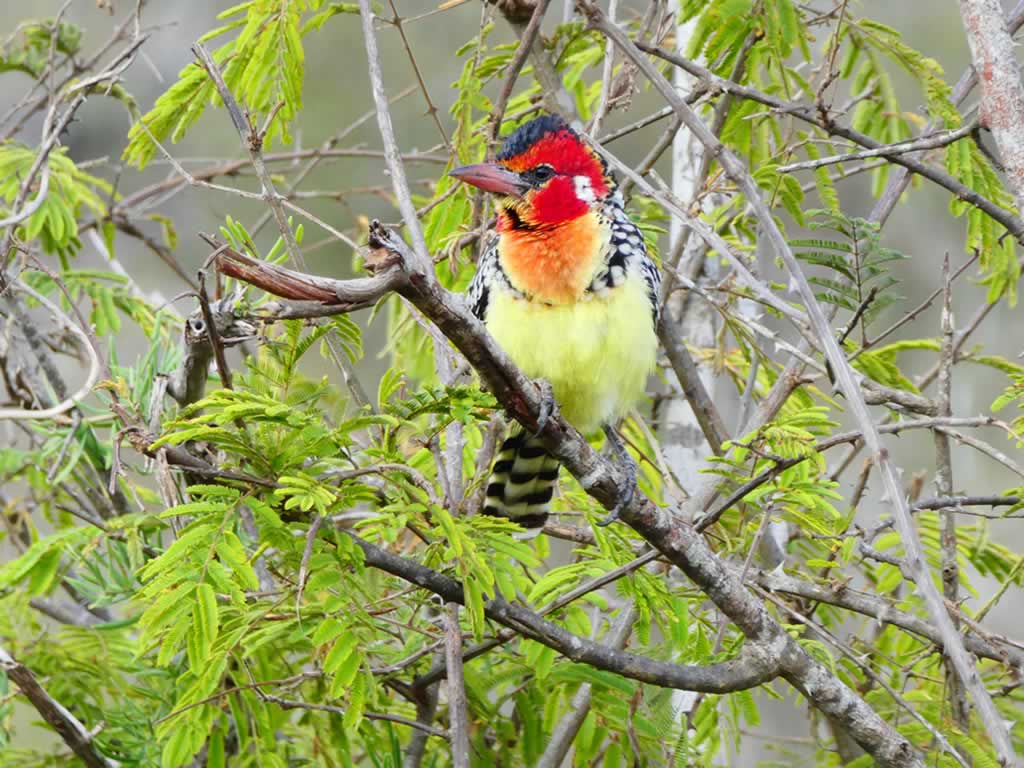 Read more about the article 17 Days Bird Watching Safari