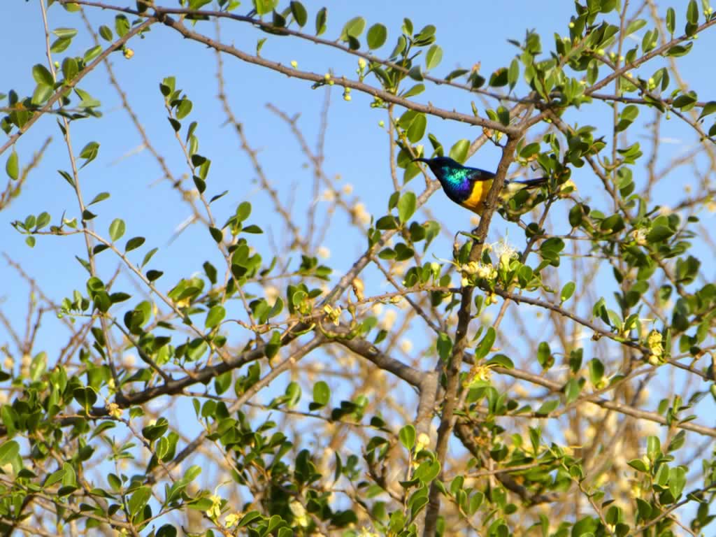 Read more about the article 19 Days Bird Watching Safari