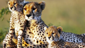 Read more about the article 5 Days Big Five Safari