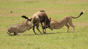 Read more about the article 7 Days Mara, L.Naivasha, Amboseli, Taita Hills, Sanctuary Tsavo East to Mombasa 