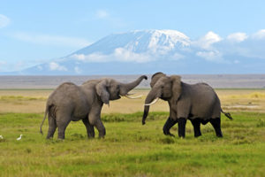 elephants in amboseli