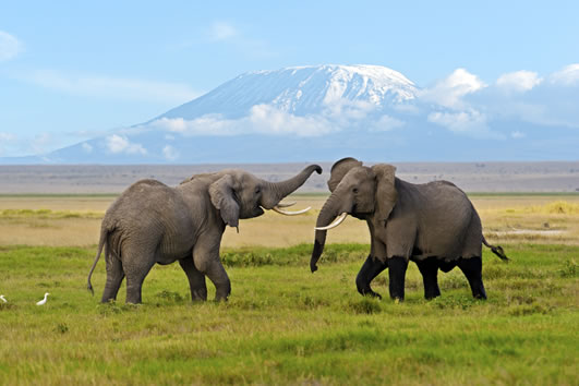 You are currently viewing 3 Days & 2 Nights Tsavo East & Amboseli Kilimanjaro