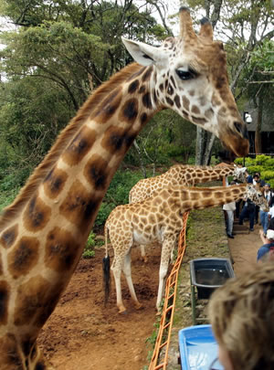 Read more about the article Half Day Nairobi City Tour