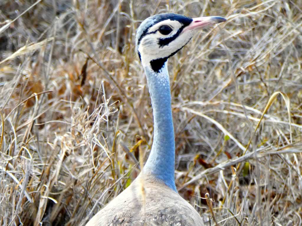 Read more about the article 9 Days Bird Watching Safari
