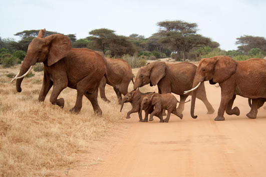 You are currently viewing 1 Day Tsavo East Safari