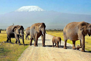 elephant-herd
