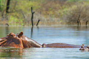 hippos-in-lake